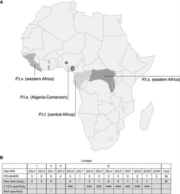 The KIR repertoire of a West African chimpanzee population is characterized by limited gene, allele, and haplotype variation