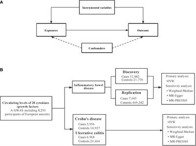 Circulating levels of cytokines and risk of inflammatory bowel disease: evidence from genetic data