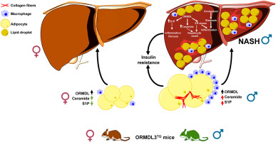 Overexpression of ORMDL3 confers sexual dimorphism in diet-induced non-alcoholic steatohepatitis