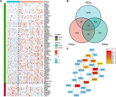 A prognostic model based on prognosis-related ferroptosis genes for patients with acute myeloid leukemia