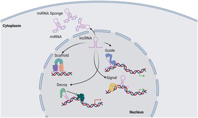 The complex nature of lncRNA-mediated chromatin dynamics in multiple myeloma