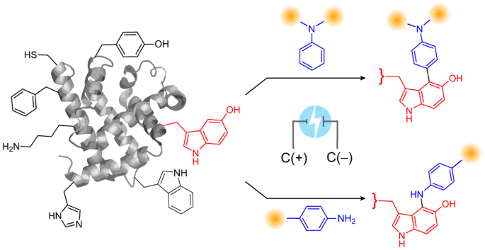 Electrochemical labelling of hydroxyindoles with chemoselectivity for site-specific protein bioconjugation