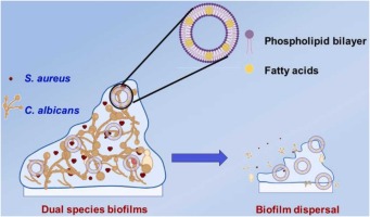Enhancement of antimicrobial and antibiofilm activities of liposomal fatty acids