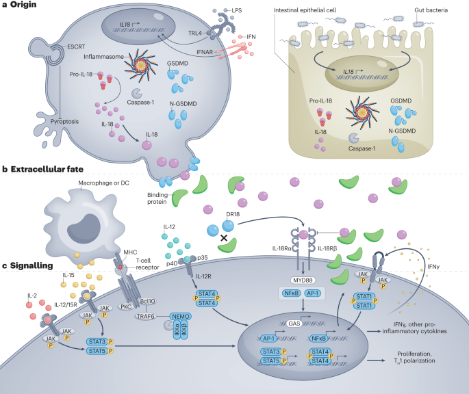 Biological and clinical roles of IL-18 in inflammatory diseases