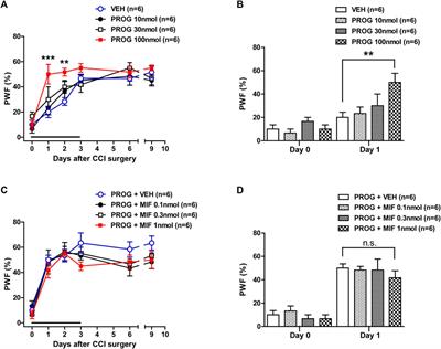 Phase-specific differential regulation of mechanical allodynia in a murine model of neuropathic pain by progesterone