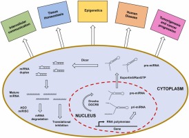 Clinical relevance of exosome-derived microRNAs in Ovarian Cancer: Looking for new tumor biological fingerprints