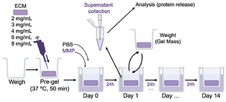 In vitro dose-dependent effects of matrix metalloproteinases on ECM hydrogel biodegradation.