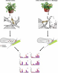 Host plant-induced changes in metabolism and osmotic regulation gene expression in Diaphorina citri adults