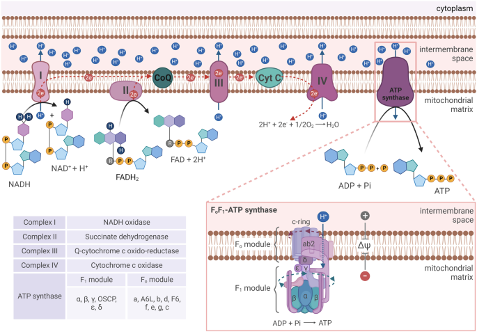 ROS production by mitochondria: function or dysfunction?