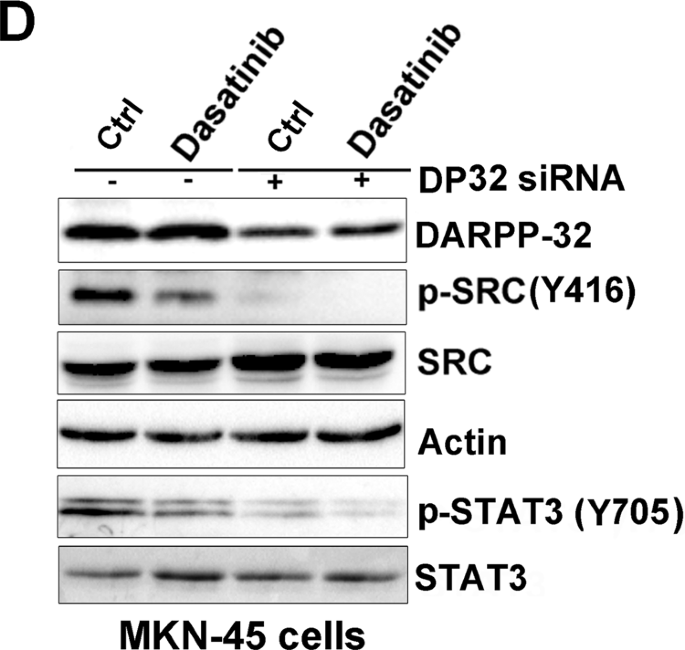 Correction: Activation of IGF1R by DARPP-32 promotes STAT3 signaling in gastric cancer cells