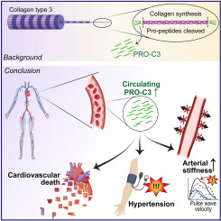 Plasma levels of PRO-C3, a type III collagen synthesis marker, are associated with arterial stiffness and increased risk of cardiovascular death