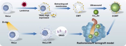 TRAIL-driven targeting and reversing cervical cancer radioresistance by seleno-nanotherapeutics through regulating cell metabolism