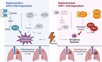 Upregulation of CoQ shifts ferroptosis dependence from GPX4 to FSP1 in acquired radioresistance
