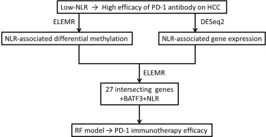 Predictive indicators of immune therapy efficacy in hepatocellular carcinoma based on neutrophil-to-lymphocyte ratio