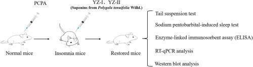 Sedative and hypnotic effects of Polygala tenuifolia willd. saponins on insomnia mice and their targets