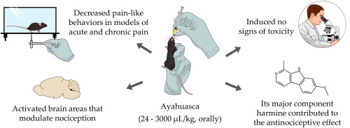 Ayahuasca and its major component harmine promote antinociceptive effects in mouse models of acute and chronic pain