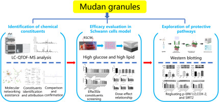 Effective constituents and protective effect of Mudan granules against Schwann cell injury