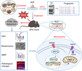 Exploring the effect of Anshen Dingzhi prescription on hippocampal mitochondrial signals in single prolonged stress mouse model