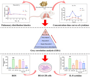 Elucidating the anti-inflammatory activity of platycodins in lung inflammation through pulmonary distribution dynamics and grey relational analysis of cytokines