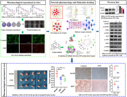Network pharmacology, molecular docking and experimental study of CEP in nasopharyngeal carcinoma