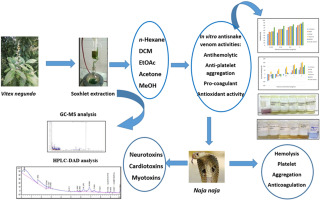 Phytochemical characterization and phospholipase A2 inhibitory effect of Vitex negundo L. root extracts