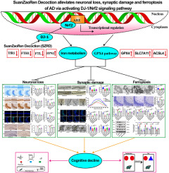 SuanZaoRen decoction alleviates neuronal loss, synaptic damage and ferroptosis of AD via activating DJ-1/Nrf2 signaling pathway