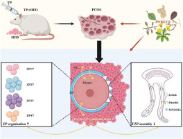 Jiawei Buzhong Yiqi decoction ameliorates polycystic ovary syndrome via oocyte-granulosa cell communication