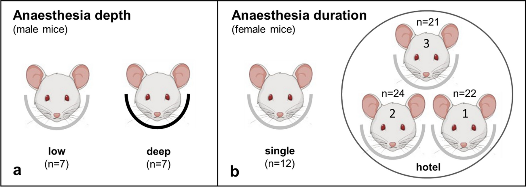 Effects of isoflurane anaesthesia depth and duration on renal function measured with [99mTc]Tc-mercaptoacetyltriglycine SPECT in mice