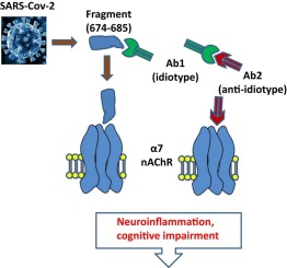 THE ROLE OF α7 NICOTINIC ACETYLCHOLINE RECEPTORS IN POST-ACUTE SEQUELAE OF COVID-19