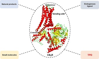 The progress of small molecules against cannabinoid 2 receptor (CB2R)