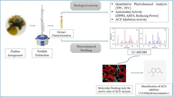 Evaluation of antihypertensive activity and molecular docking analysis of Padina boergesenii extract