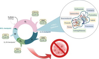 Advances in synthesis and biological evaluation of CDK2 inhibitors for cancer therapy