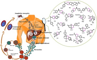 Recent advances in the synthesis and antimalarial activity of 1,2,4-trioxanes