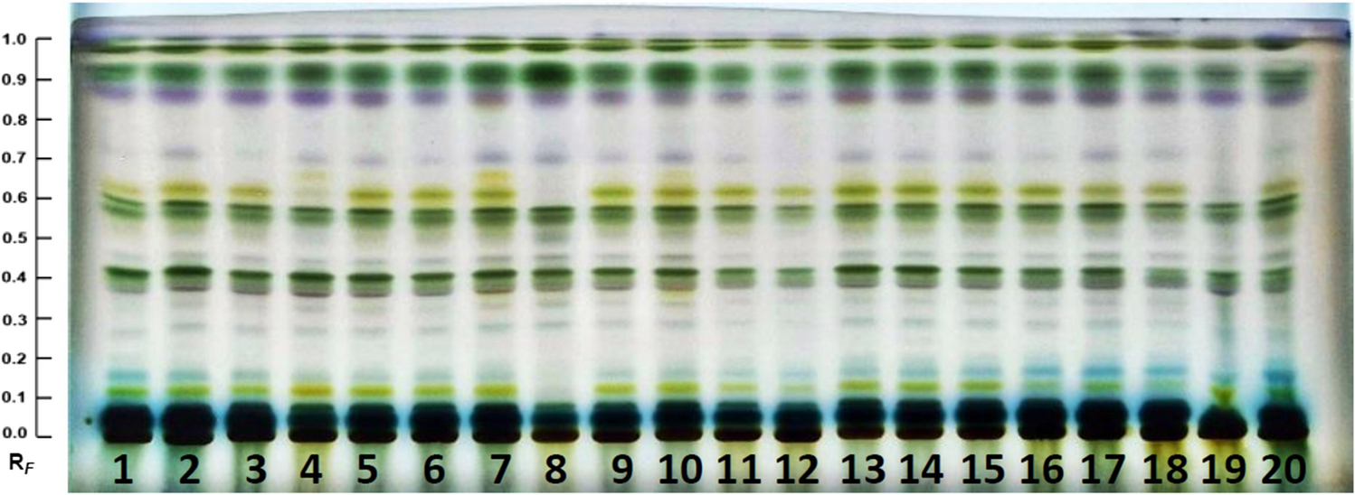 Antibacterial profiling of Sempervivum tectorum L. (common houseleek) leaves extracts using high-performance thin-layer chromatography coupled with chemometrics