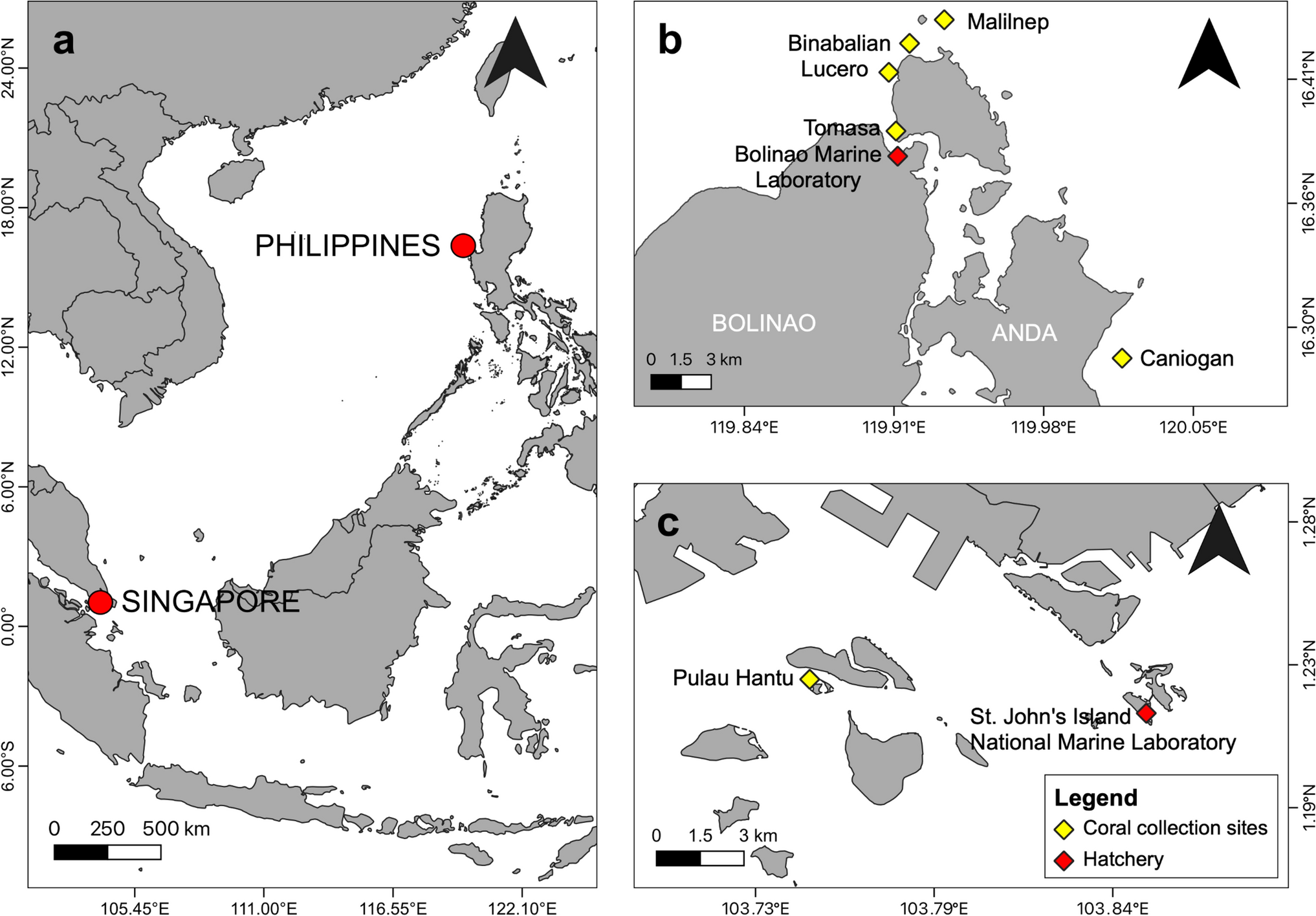Reproductive biology and early life history of the solitary coral Heliofungia actiniformis from Singapore and the Philippines