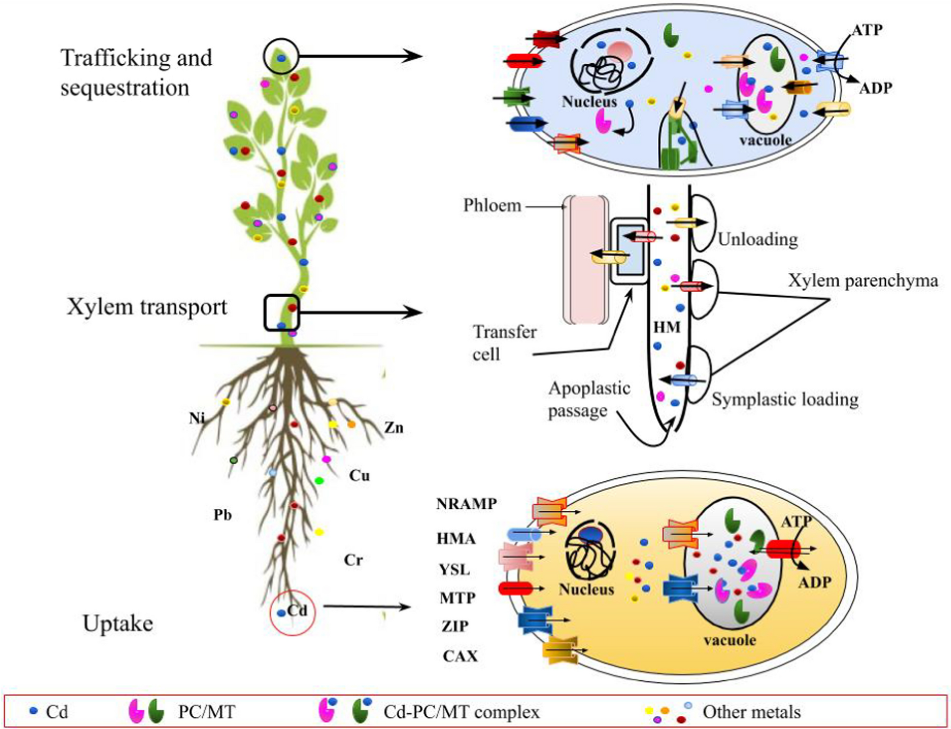 Cadmium toxicity: its’ uptake and retaliation by plant defence system and ja signaling