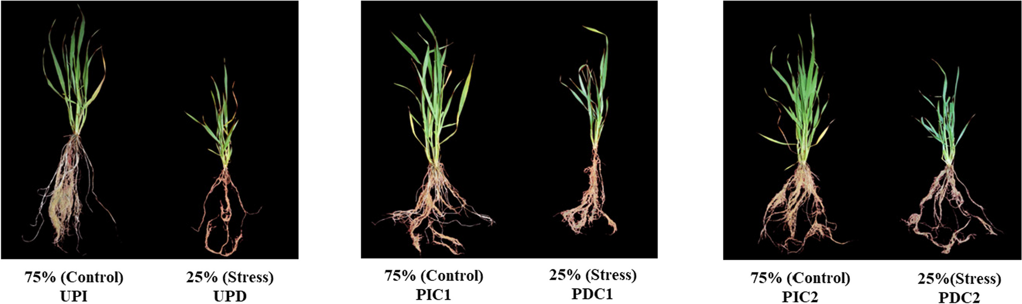 Priming of seeds with cyanobacteria improved tolerance in wheat (Triticum aestivum L.) during post-germinative drought stress