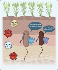 Survival strategies of Bacillus spp. in saline soils: Key factors to promote plant growth and health