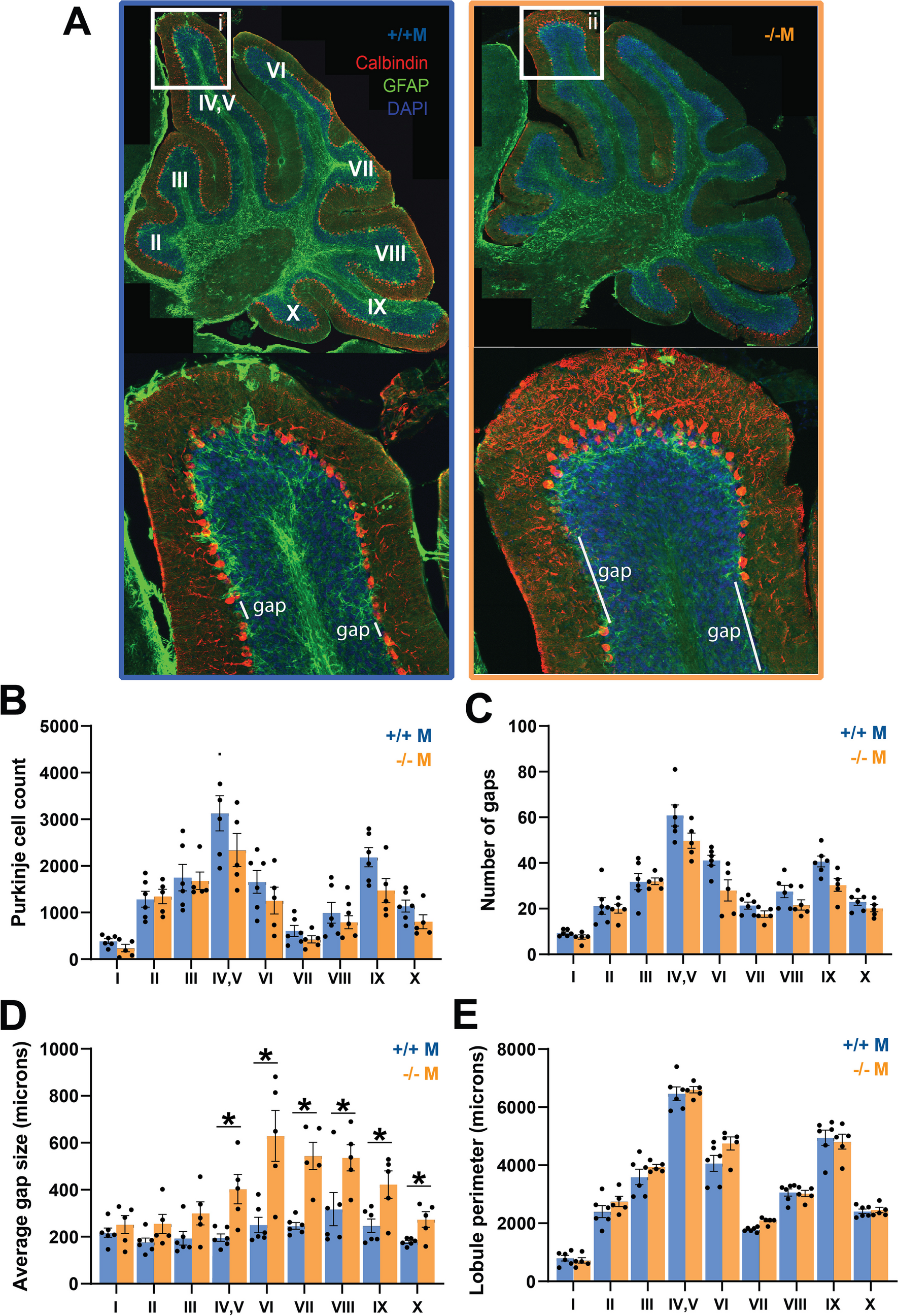 Knockdown of the Non-canonical Wnt Gene Prickle2 Leads to Cerebellar Purkinje Cell Abnormalities While Cerebellar-Mediated Behaviors Remain Intact