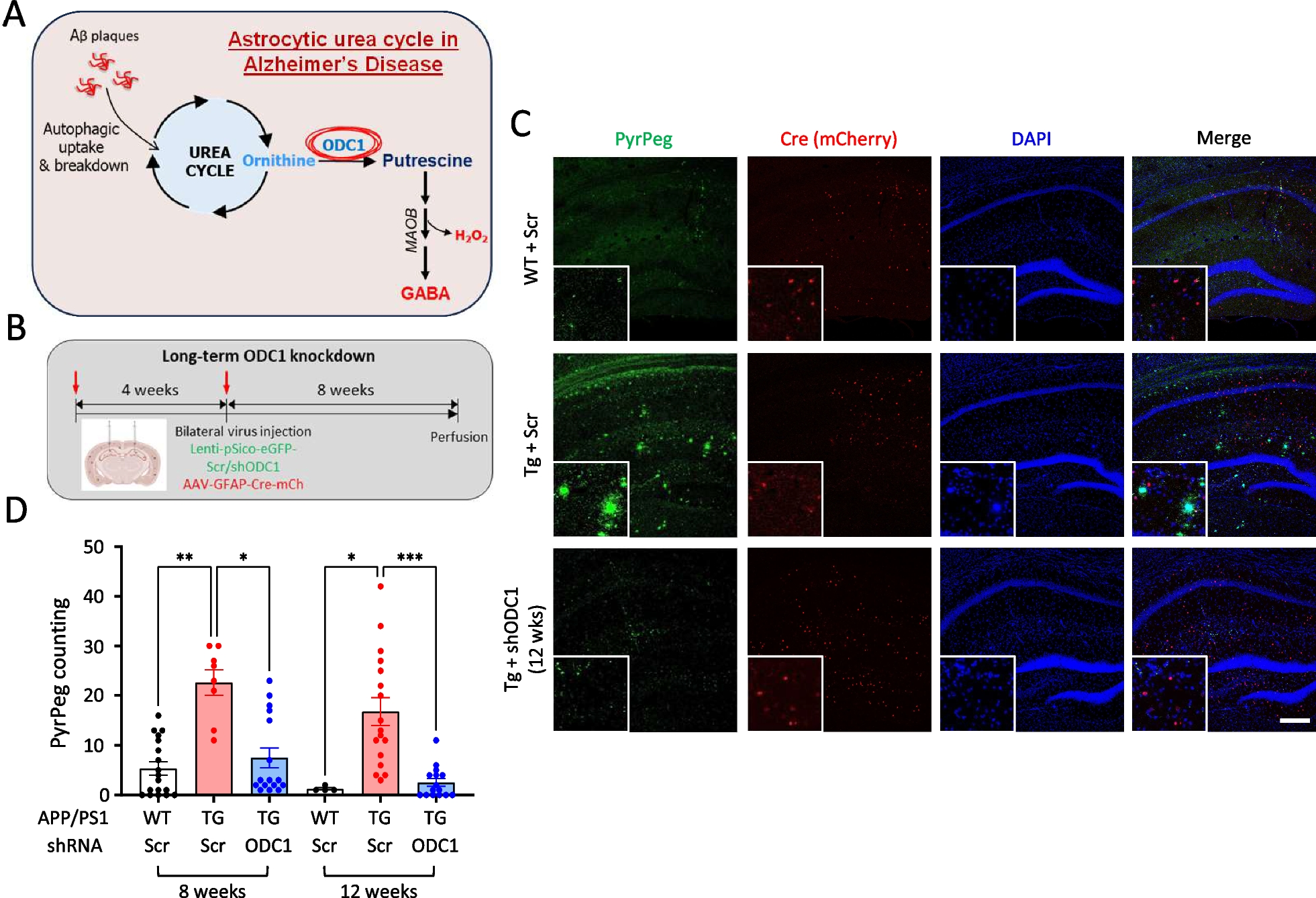 Long-term inhibition of ODC1 in APP/PS1 mice rescues amyloid pathology and switches astrocytes from a reactive to active state