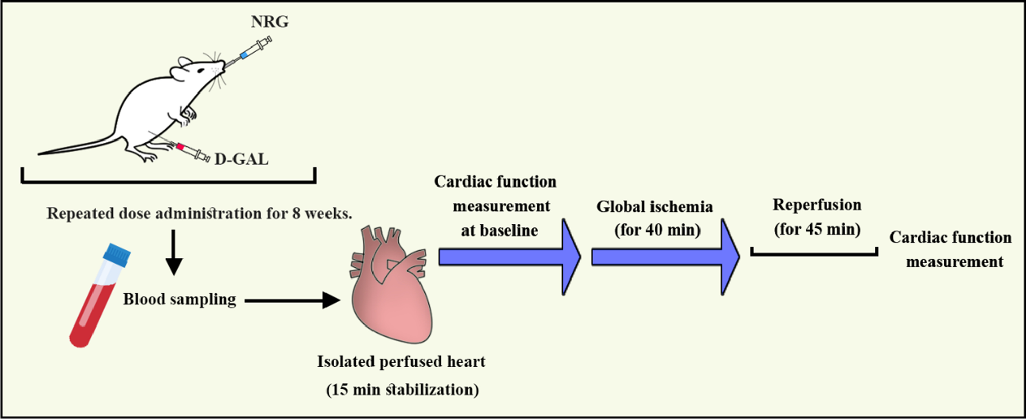 Cardioprotective effect of naringin against the ischemia/reperfusion injury of aged rats
