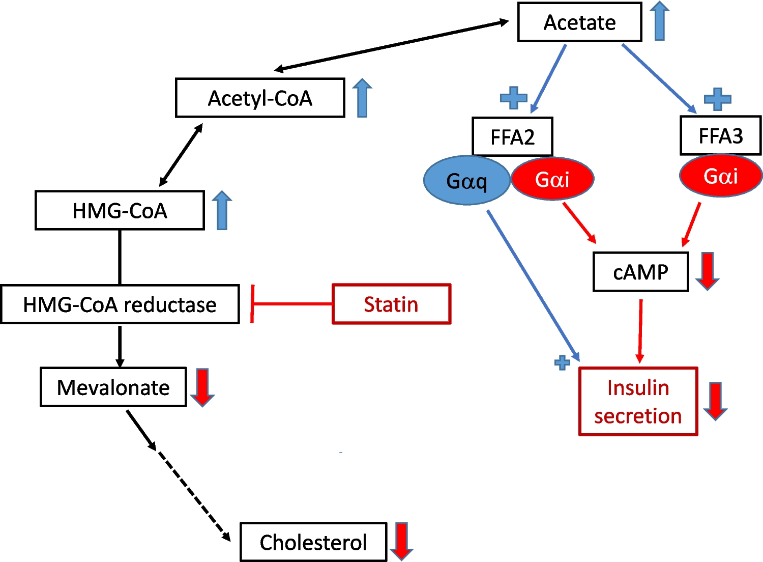 Can acetate via FFA receptors contribute to the diabetogenic effect of statins?