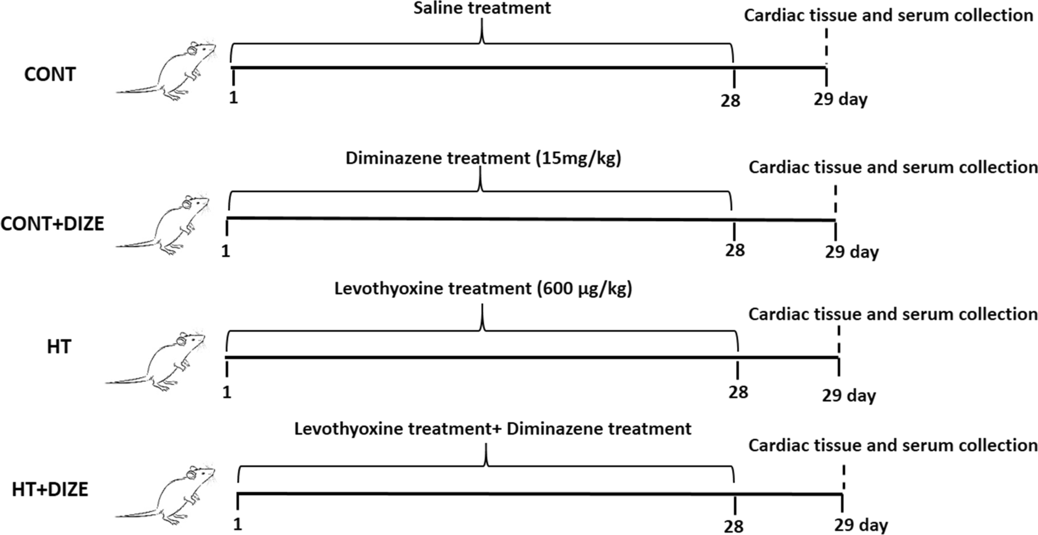 Effect of diminazene on cardiac hypertrophy through mitophagy in rat models with hyperthyroidism induced by levothyroxine