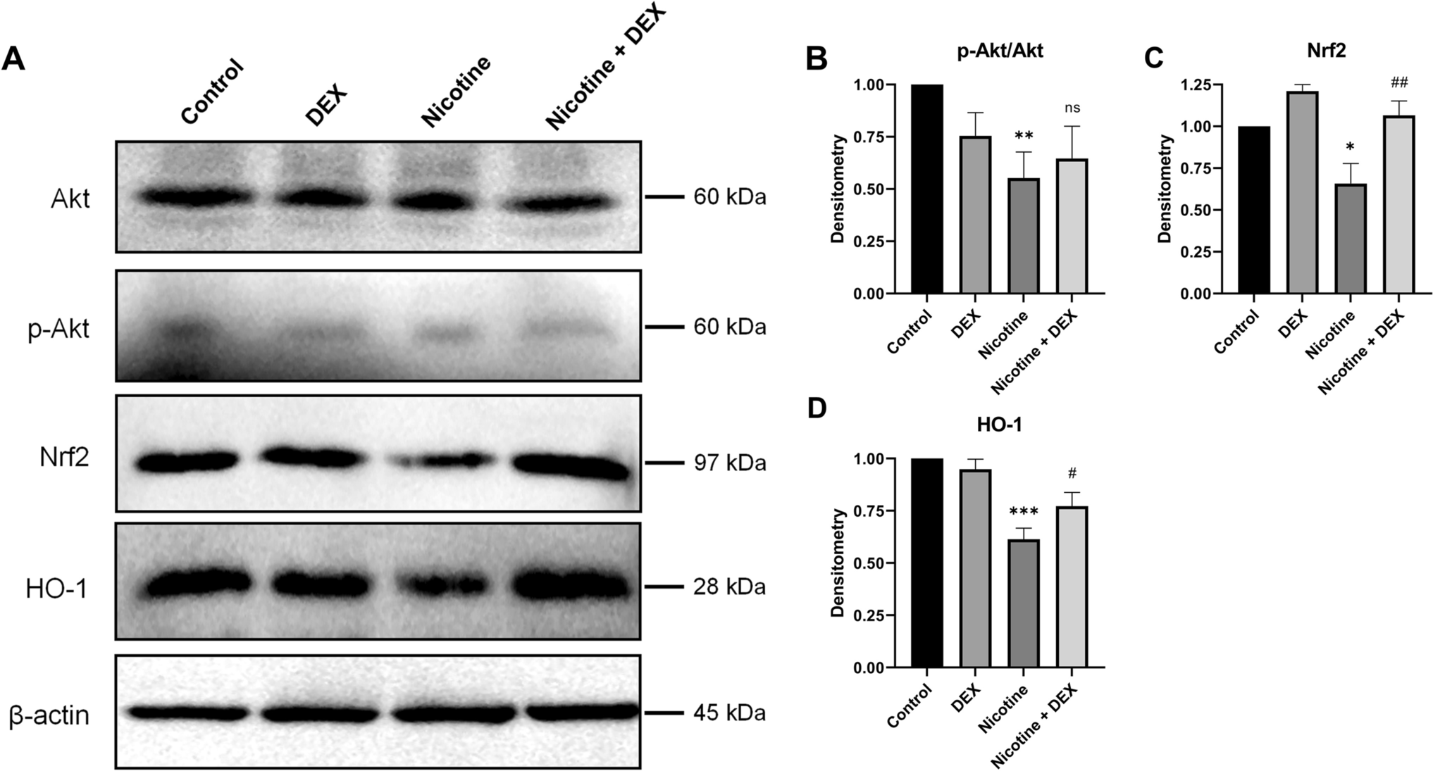 Dexpanthenol protects against nicotine-induced kidney injury by reducing oxidative stress and apoptosis through activation of the AKT/Nrf2/HO-1 pathway