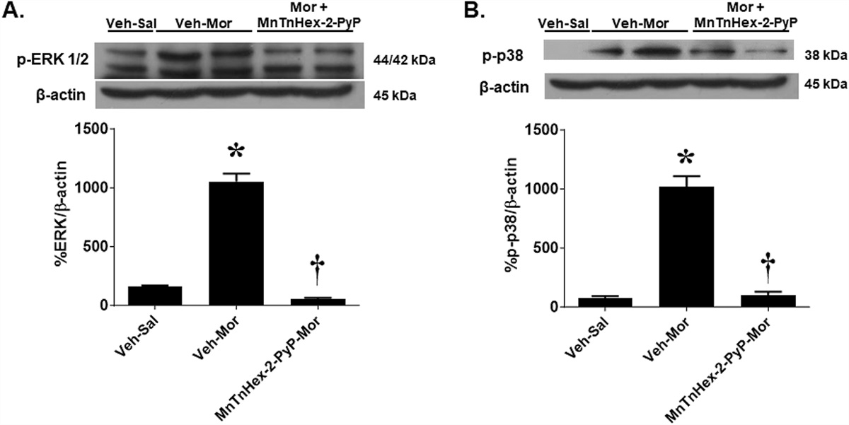 Spinal mitochondrial-derived peroxynitrite enhances neuroimmune activation during morphine hyperalgesia and antinociceptive tolerance: Erratum