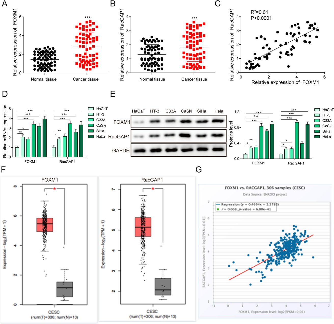 FOXM1 transcriptional regulation of RacGAP1 activates the PI3K/AKT signaling pathway to promote the proliferation, migration, and invasion of cervical cancer cells
