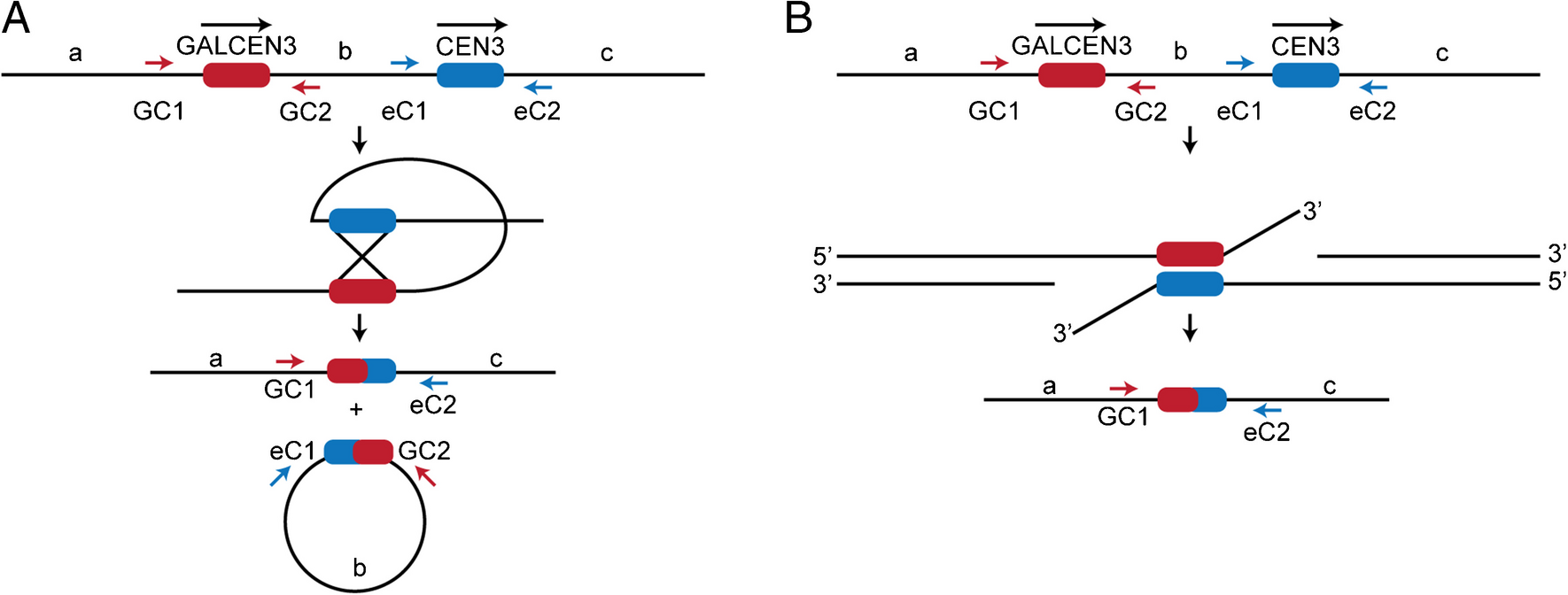 Dicentric chromosomes are resolved through breakage and repair at their centromeres