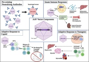 Gene therapy vector-related myocarditis