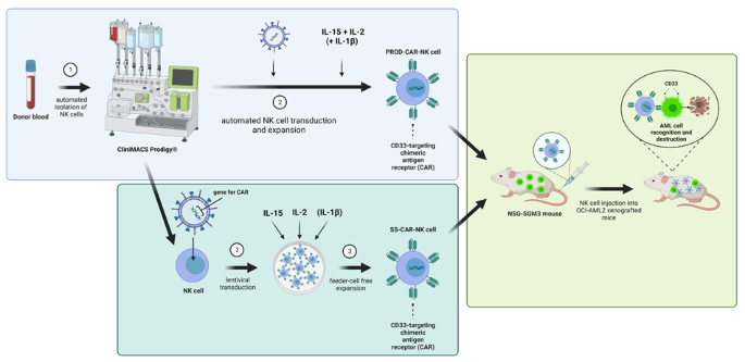 Manufacturing of primary CAR-NK cells in an automated system for the treatment of acute myeloid leukemia