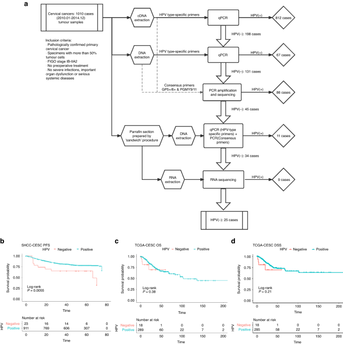Integrated genomic and transcriptomic analysis reveals the activation of PI3K signaling pathway in HPV-independent cervical cancers